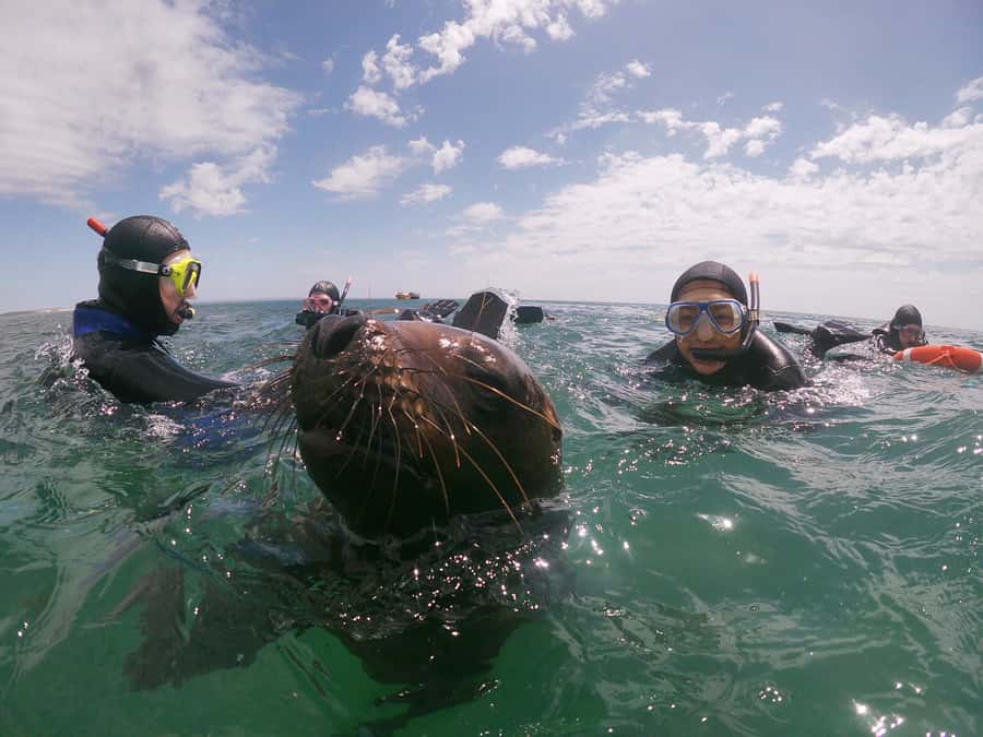 PUERTO MADRYN , SNORKELING WITH SEA LIONS - How Interactive Are the Sea Lions Really