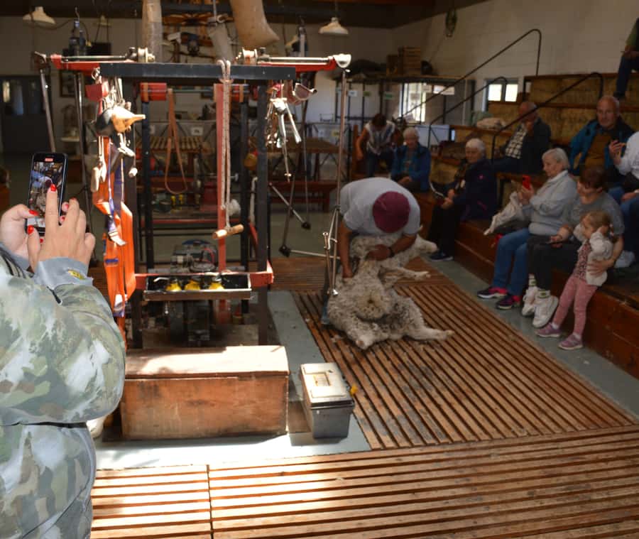 Punta Loma + Ranch Shore Excursion for cruise passengers - The sheep shearing demonstration: hands-on Patagonian craft