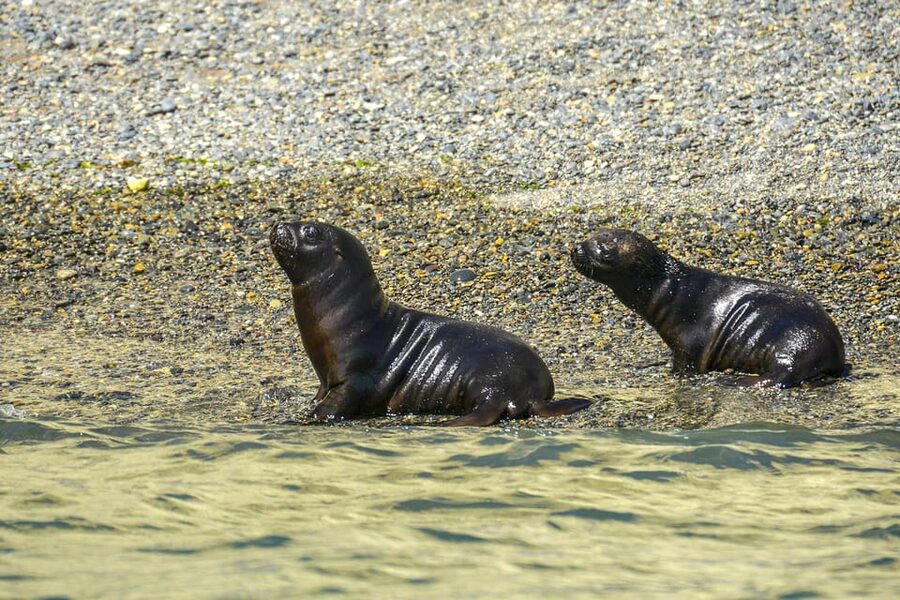 Punta Loma Shore Excursion with City tour - Punta Loma Protected Area: the sea lion roost you come for