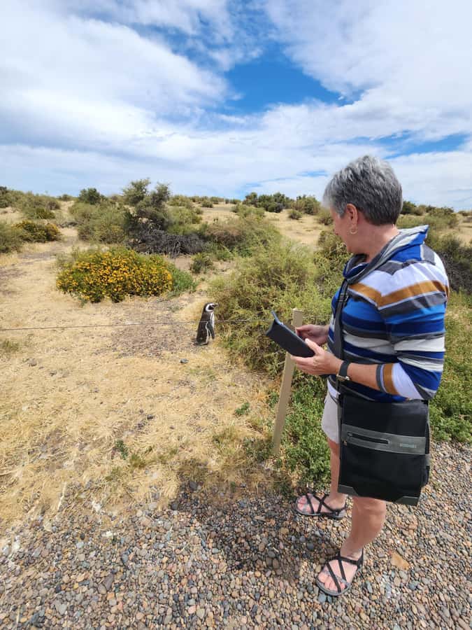 Punta Tombo Cruise Shore Excursion - Walk among penguins - Key Points to Know Before You Go