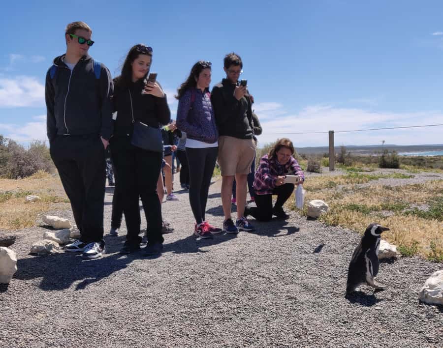 Punta Tombo Cruise Shore Excursion - Walk among penguins - Punta Tombo Penguins: Why This Shore Day Feels Different
