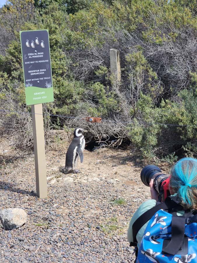 Punta Tombo Cruise Shore Excursion - Walk among penguins - Meeting the Guide at the Pier: The Small Details That Save Stress