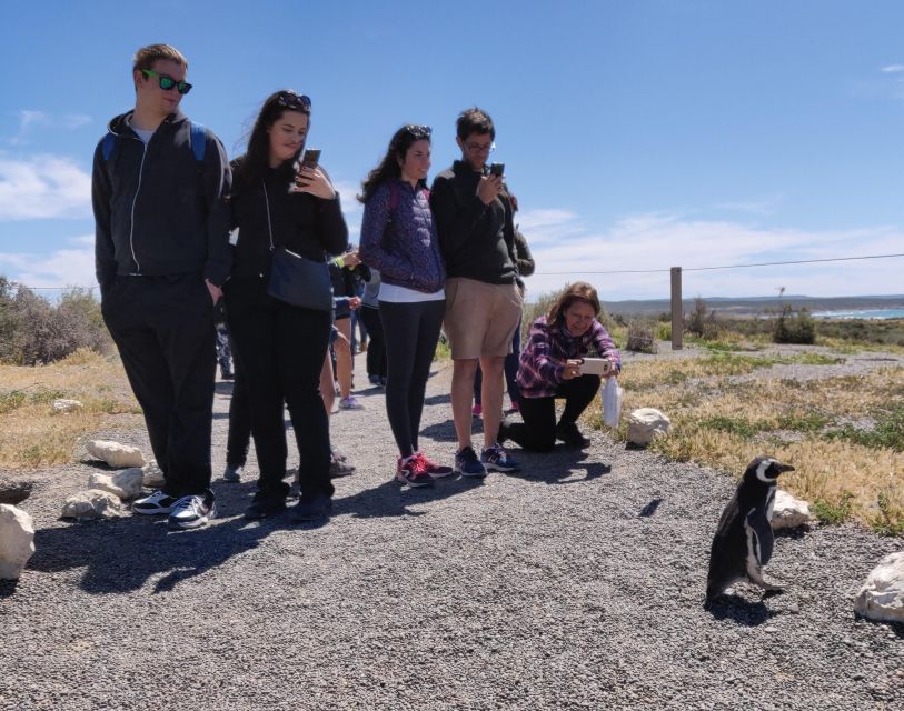 Punta Tombo Cruise Shore Excursion - Walk among penguins - Small-Group Guides: Names You May Hear and Why It Matters