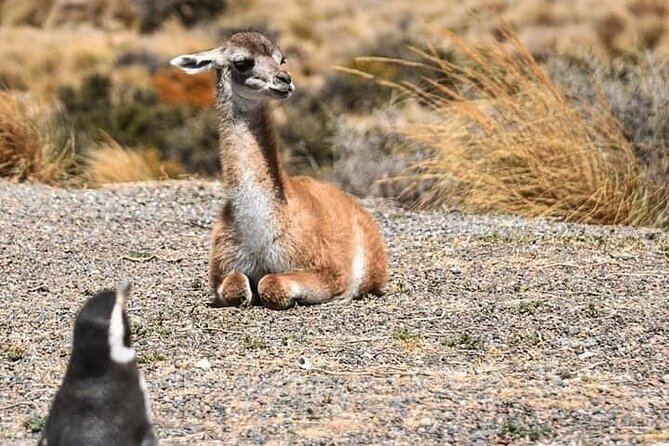 Punta Tombo Penguin Colony from Puerto Madryn with optional Toninas Watching - Key things I’d watch for before you go