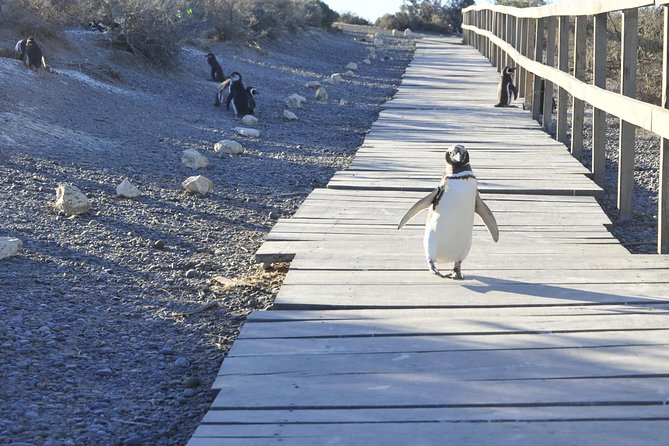 Punta Tombo Penguin Colony from Puerto Madryn with optional Toninas Watching - Rawson Port stop and Toninas watching, the sea decides the schedule