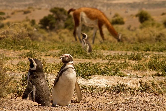 Punta Tombo Penguin Colony from Puerto Madryn with optional Toninas Watching - Timing, lunch on the go, and the tea stop question