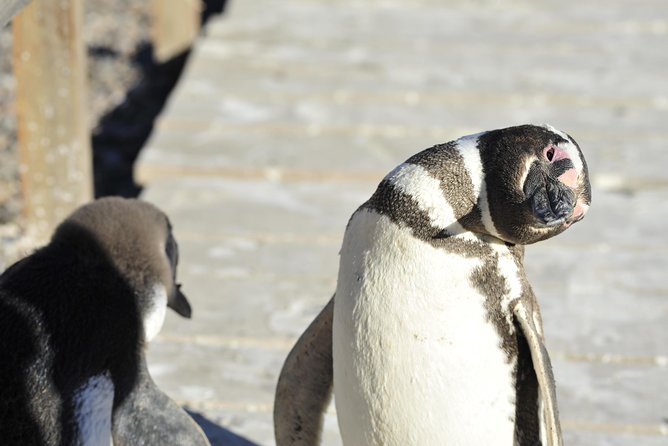 Punta Tombo Penguin Colony from Puerto Madryn with optional Toninas Watching - Value check: is $158 a good deal for this day?