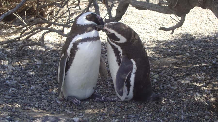 Punta Tombo Penguin Tour & Optional Tonina Watching - Key things to know before you go