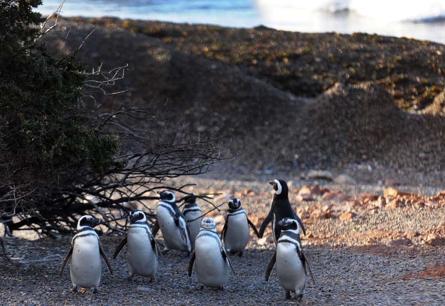 Punta Tombo Penguin Tour & Optional Tonina Watching - Who this tour is best for (and who might want to skip it)