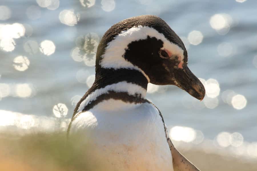 Punta Tombo Penguin Tour & Optional Tonina Watching - Punta Tombo: why this penguin colony matters