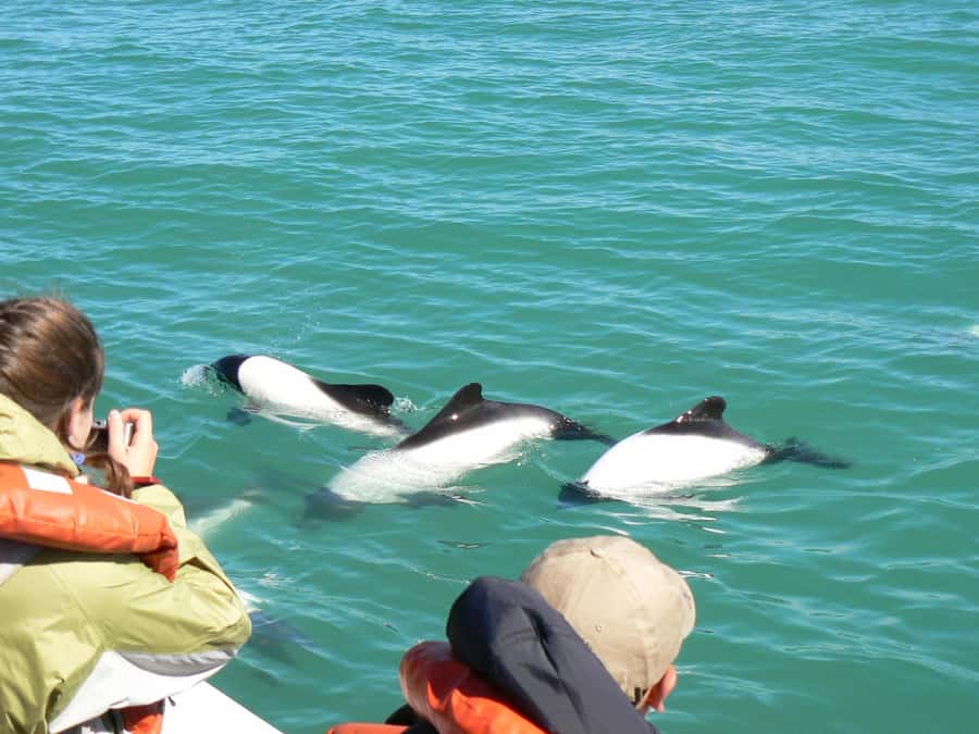 Punta Tombo Penguin Tour & Optional Tonina Watching - Union Beach to the boat: what Tonina dolphin watching really means