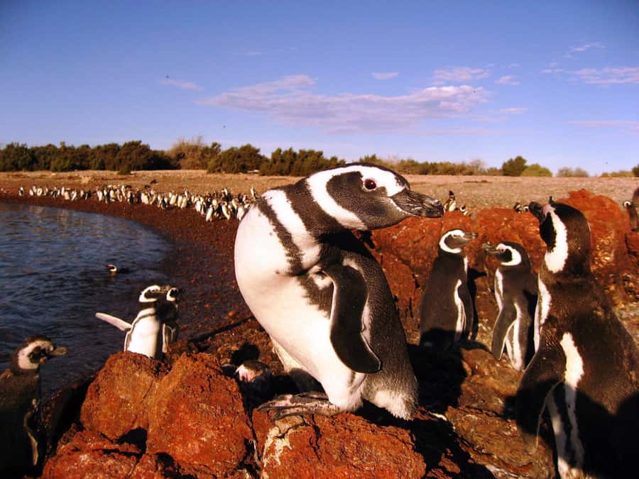Punta Tombo Penguin Tour & Optional Tonina Watching - When dolphins do not happen: the Welsh colony option and tea