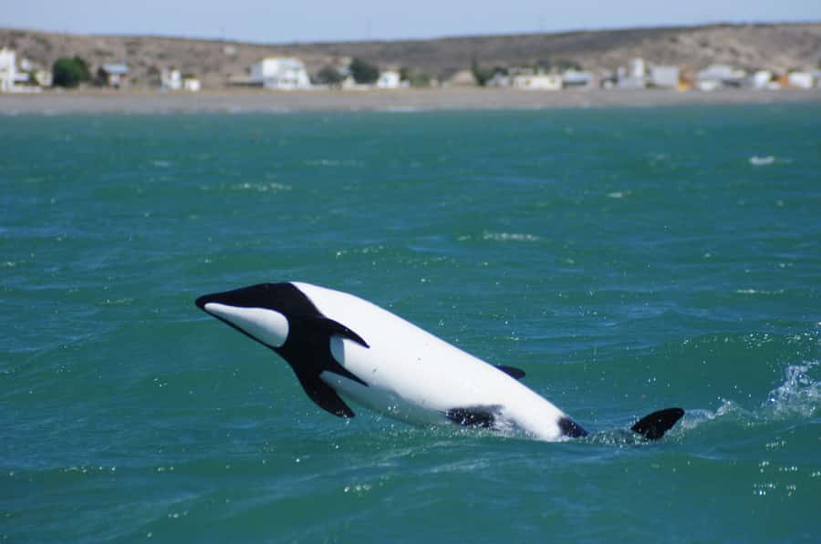 Punta Tombo Penguin Tour & Optional Tonina Watching - Price and value: what $300 per person buys (and what it does not)