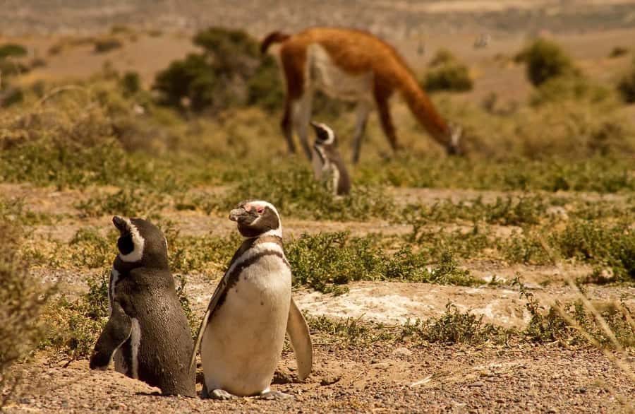 Punta Tombo Penguin Tour & Optional Tonina Watching - Transfers, vehicles, and comfort: what to expect in the real world