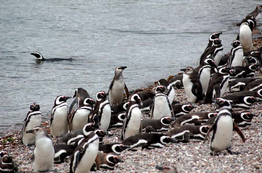Punta Tombo Penguin Tour & Optional Tonina Watching - Puerto Madryn to the coast: the day’s timing that keeps you moving