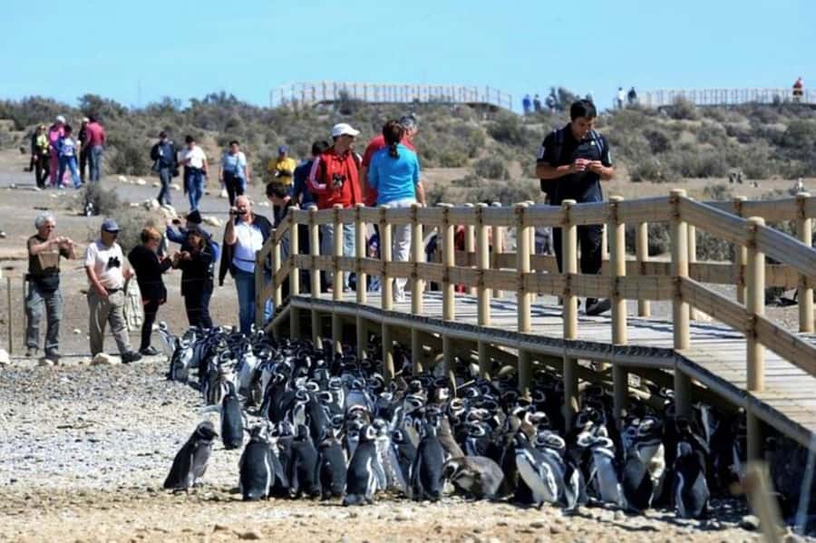 Punta Tombo Shore Excursion for Cruise Passengers + City - Price and value: $105 plus the park entrance ticket