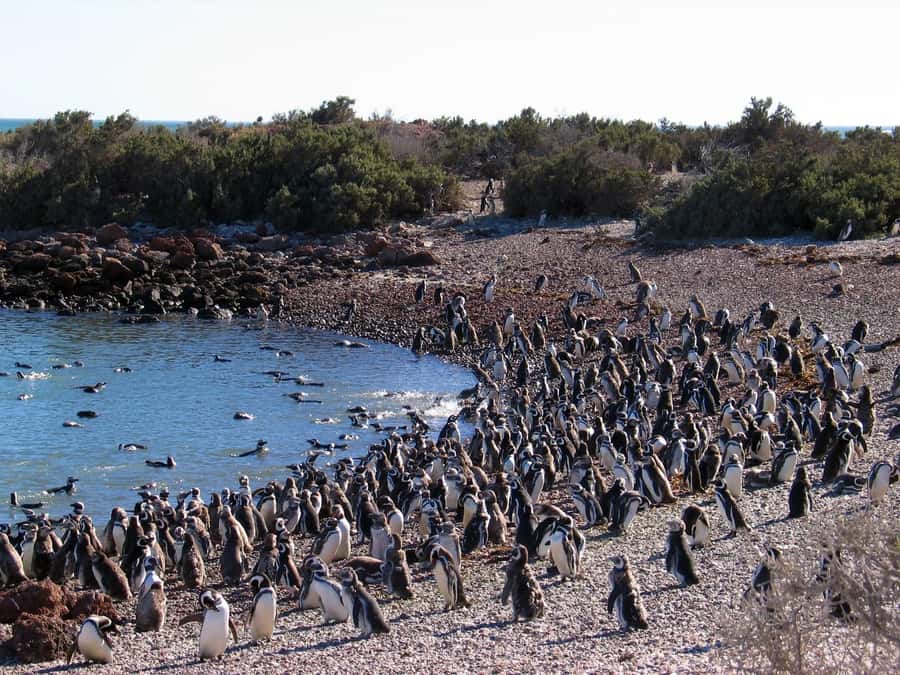 Punta Tombo Shore Excursion for Cruise Passengers + City - Getting from the pier to the reserve takes the stress out