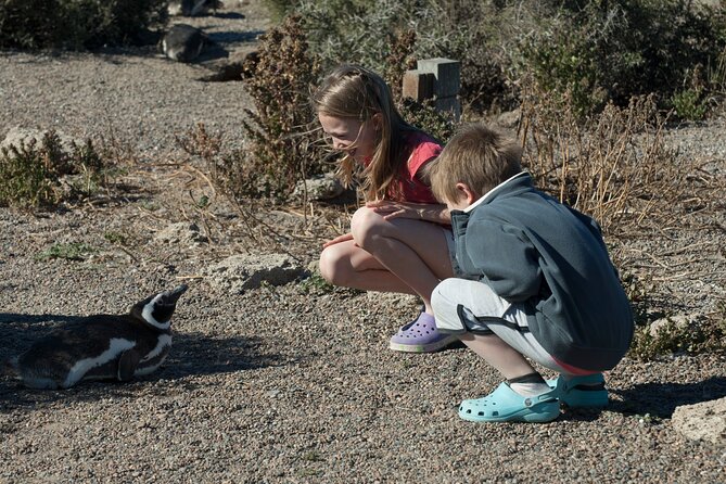 Punta Tombo Shore Excursion w/box Lunch(Shared tour for cruises) - Penguins Up Close at Punta Tombo’s Rookery