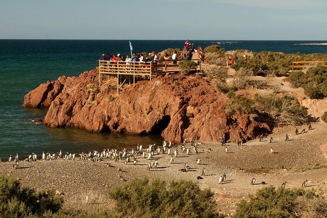 Punta Tombo Shore Excursion w/box Lunch(Shared tour for cruises) - The Walking Part: Stamina Tips for the Penguin Boardwalk