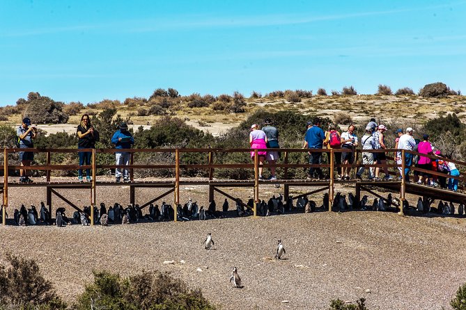 Punta Tombo Shore Excursion w/box Lunch(Shared tour for cruises) - Price and Value: The $135 Plus the $20 Ticket Detail
