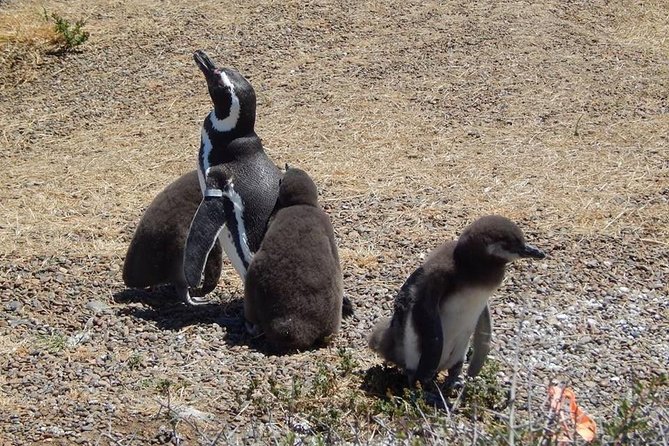 Punta Tombo Tour, the Penguin Experience - The Puerto Madryn drive: long hours, but a straight shot to the action