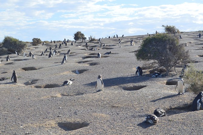 Punta Tombo Tour, the Penguin Experience - Walking the paths: how the reserve actually shapes your experience