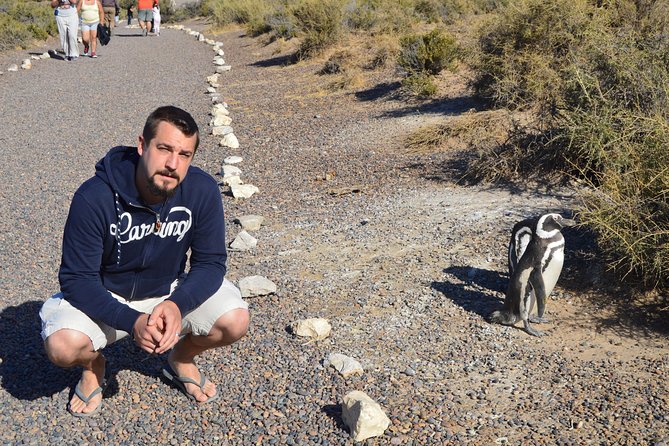 Punta Tombo Tour, the Penguin Experience - Penguins up close, without the chaos: what to expect during your viewing time