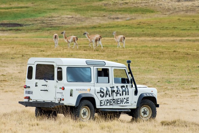 SAFARI EXPERIENCE - WILDLIFE & STEPPE - Key Things That Make This Safari Worth Your Time