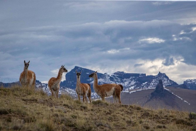 SAFARI EXPERIENCE - WILDLIFE & STEPPE - Who This Safari Fits Best (and Who Should Skip It)