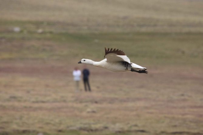 Safari Experience - Wildlife & Steppe - How to plan your day in El Calafate around this safari