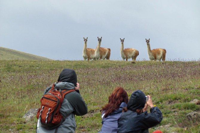 Safari Experience - Wildlife & Steppe - Should you book Safari Experience - Wildlife & Steppe?