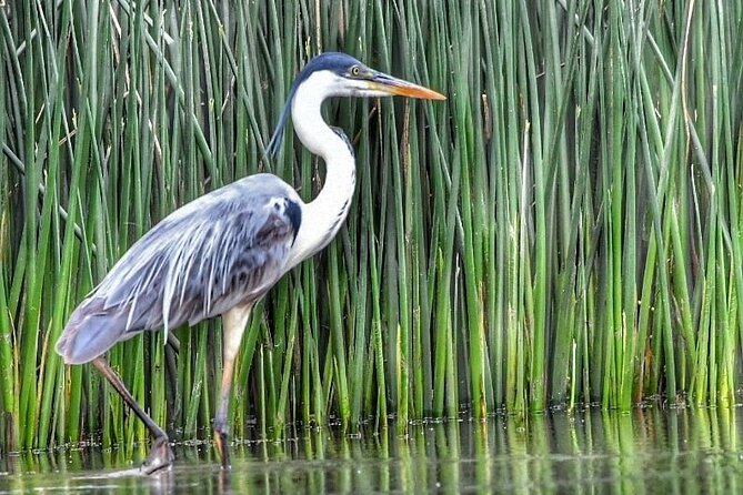 Safari náutico en tigre - Who Should Book This Safari and Who Might Skip It