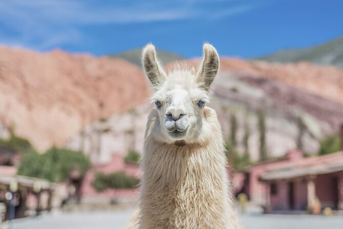 Salinas Grandes and Purmamarca Full Day Tour - Cuesta de Lipán: The Winding Road Over 4,000m