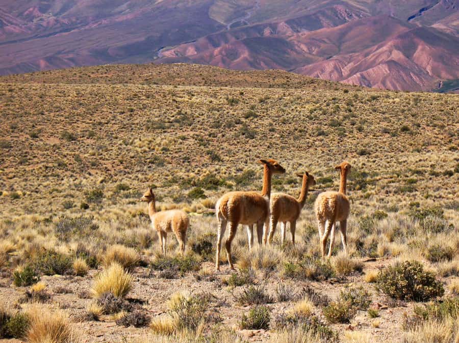 Salta: Quebrada de Humahuaca and Purmamarca Day Trip - From Salta to Purmamarca: where the color show really begins