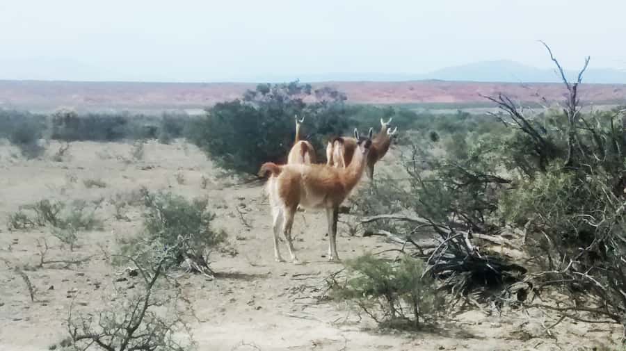 San Juan: Ischigualasto National Park - Moon Valley - Ischigualasto, or How to Walk Where Dinosaurs Roamed