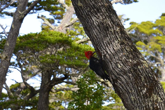 Shore Excursion - National Park Tierra del Fuego - Entering Parque Nacional Tierra del Fuego: What You Actually Get