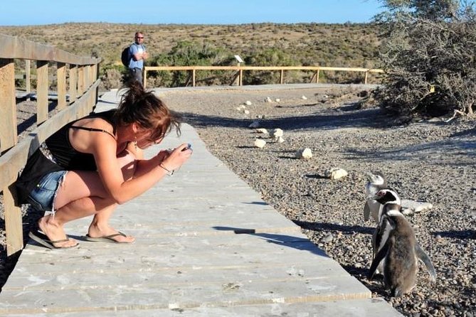 Shore Excursion Punta Tombo cruise passengers Puerto Madryn - Key Points to Know Before You Go