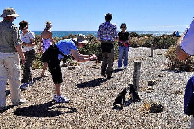 Shore Excursion Punta Tombo cruise passengers Puerto Madryn - Puerto Madryn Shore Excursion to Punta Tombo: What You’re Really Signing Up For