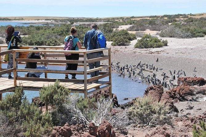 Shore Excursion Punta Tombo cruise passengers Puerto Madryn - Punta Tombo Walk: Thousands of Magellanic Penguins, and What You’ll Notice
