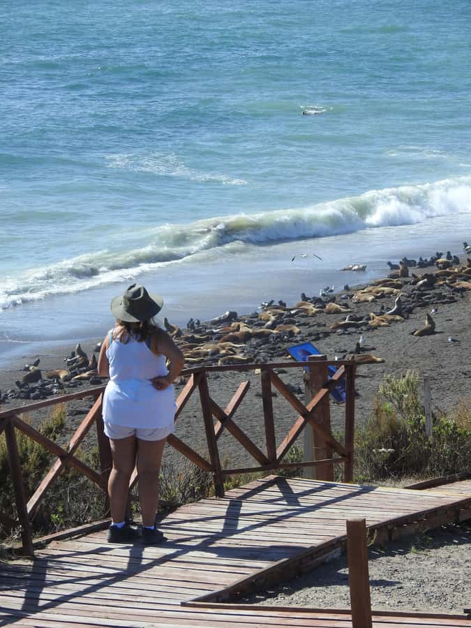 Shore Tours Peninsula Valdes Puerto Madryn Cruise Passengers - Península Valdés, UNESCO wildlife day, built for cruise timing