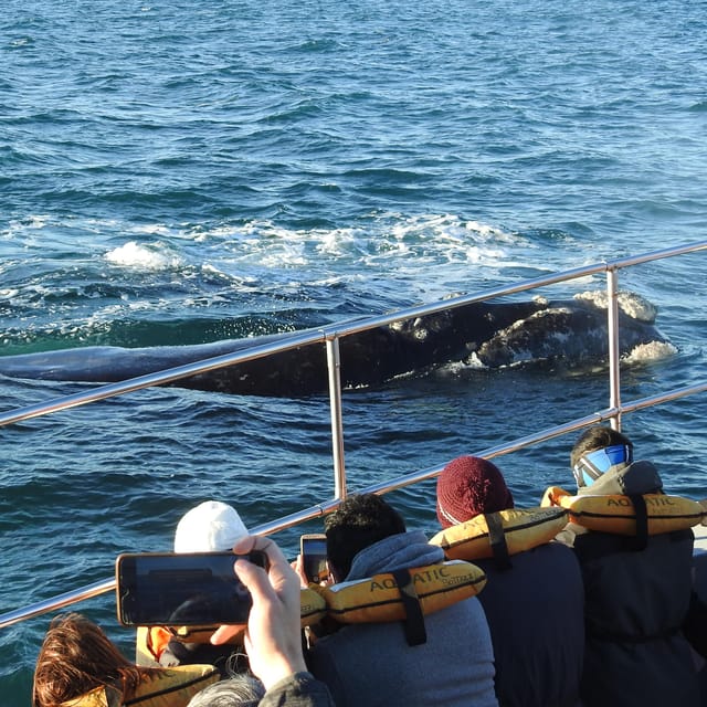 Shore Tours Peninsula Valdes Puerto Madryn Cruise Passengers - Caleta Valdés, where sea lions and elephant seals get the spotlight