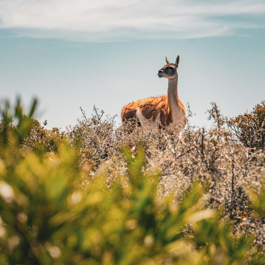 Shore Tours Peninsula Valdes Puerto Madryn Cruise Passengers - Wildlife odds, including optional whale watching (June to December)