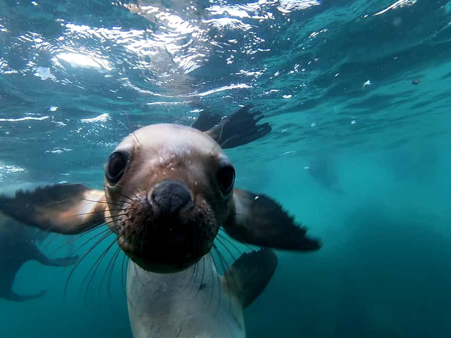 Snorkeling with Sea Lions - Key Points You Should Care About