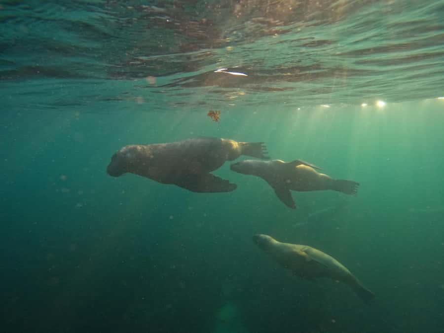 Snorkeling with Sea Lions - Punta Loma’s Single-Furred Sea Lions: Why This Spot Is So Special