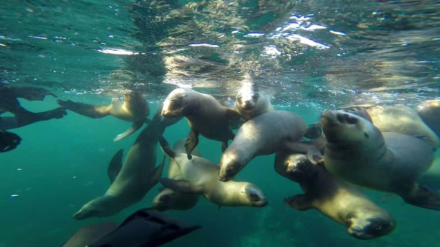 Snorkeling with Sea Lions - Gear and Water Temperature: What’s Included and What You Might Add