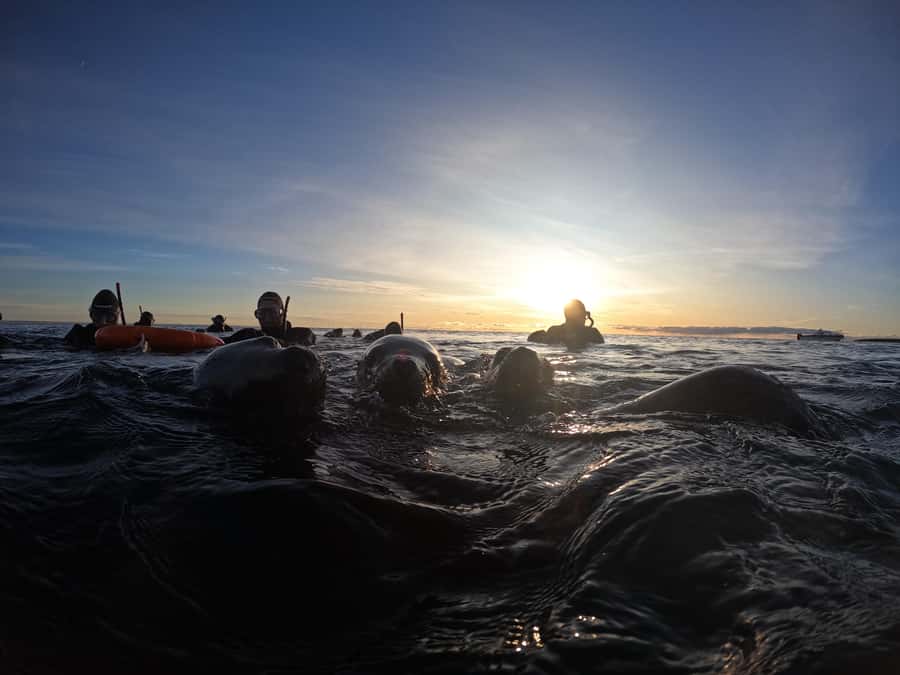 Snorkeling with Sea Lions - How the Crew Keeps It Safe, and Keeps the Animals Free