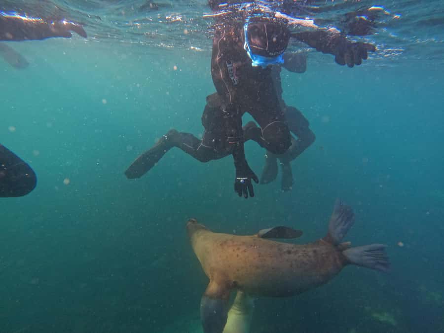 Snorkeling with Sea Lions - Expectations for Sea Lion Encounters: Playful, Curious, and Not Guaranteed