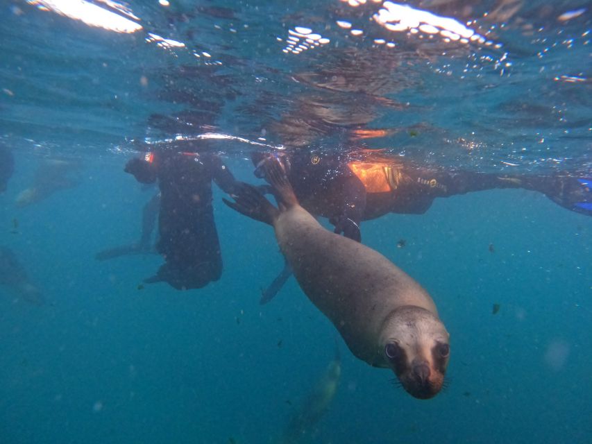 Snorkeling with Sea Lions - Getting There: Meeting Point and What to Expect on Arrival