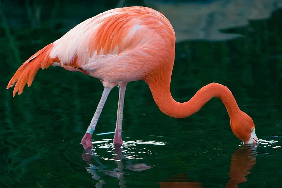 Temaiken Biopark Entry Tickets - Key things to know before you go