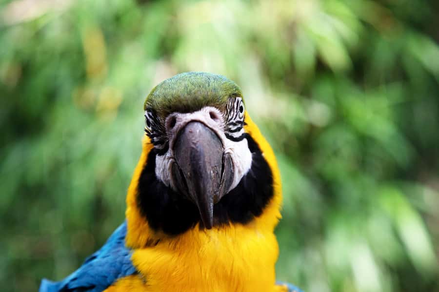 Temaiken Biopark Entry Tickets - Africa and the animal islands: a great mid-day sprint